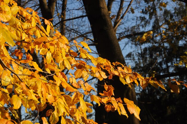 Forêt d'automne jaune