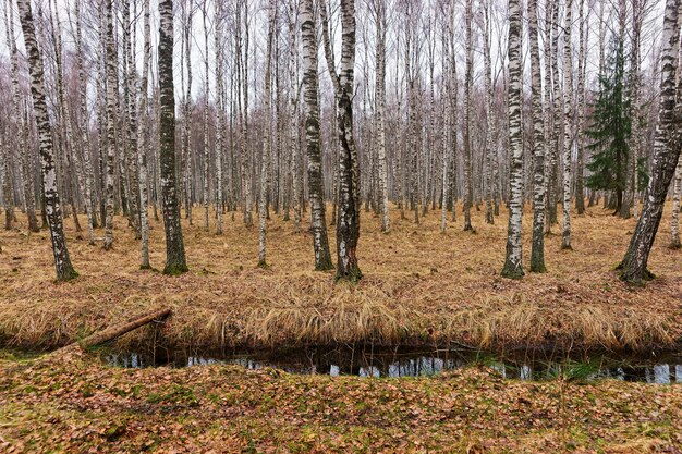 Forêt d'automne en Lettonie, Europe