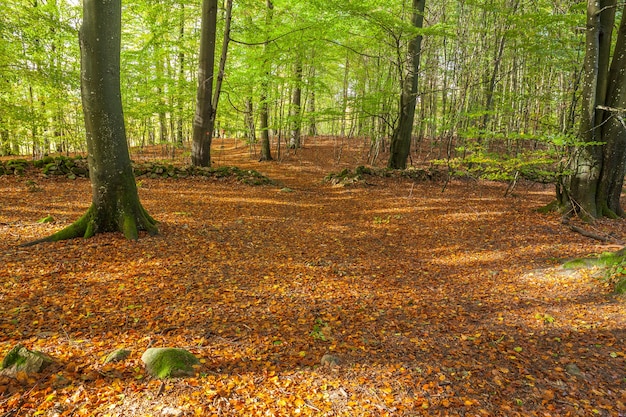 Forêt d'automne magique dans le centre de la Suède.