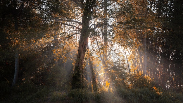 forêt en automne matin brumeux