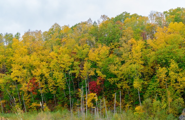 Forêt D'automne Sur La Montagne Près De L'étang Bleu