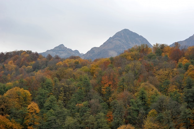 Forêt d'automne et montagne