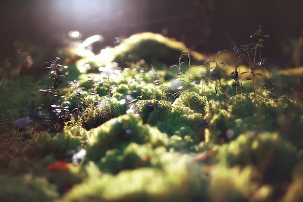 forêt d'automne de mousse / paysage de la nature en macro de forêt d'automne