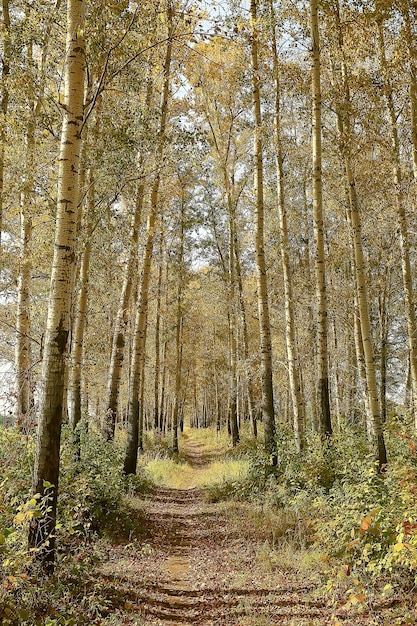 forêt d'automne nord / paysage dans la forêt d'automne, nord, vue sur la nature en automne