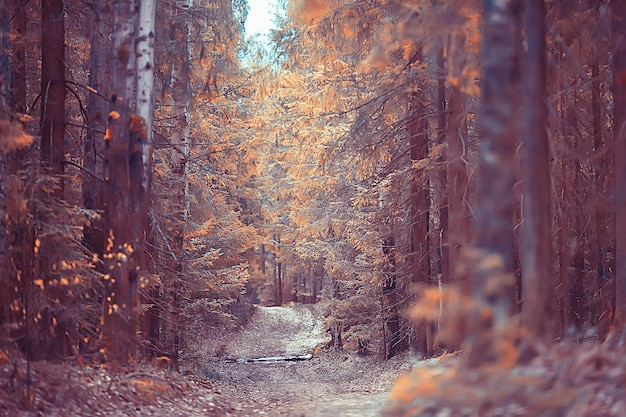 forêt d'automne nord / paysage dans la forêt d'automne, nord, vue sur la nature en automne