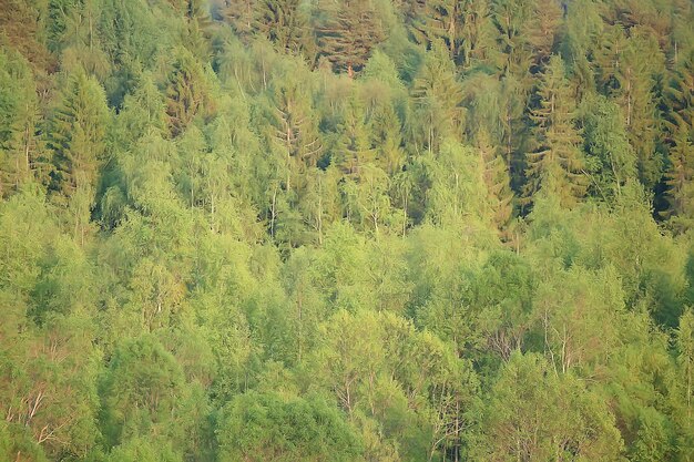 forêt d'automne nord / paysage dans la forêt d'automne, nord, vue sur la nature en automne