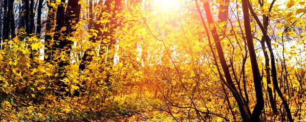 Forêt d'automne par une journée ensoleillée avec des arbres colorés, panorama. Beauté dans la nature