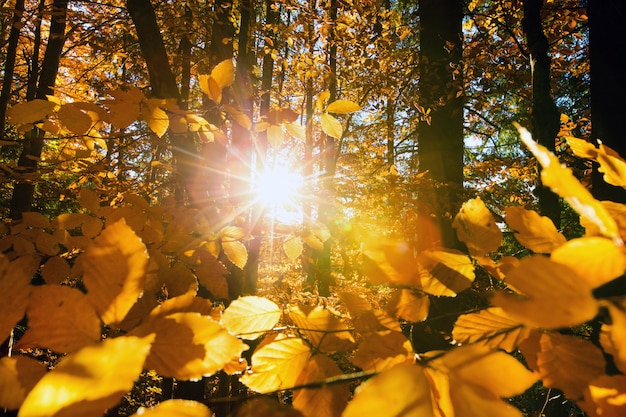 Photo forêt d'automne par une journée ensoleillée