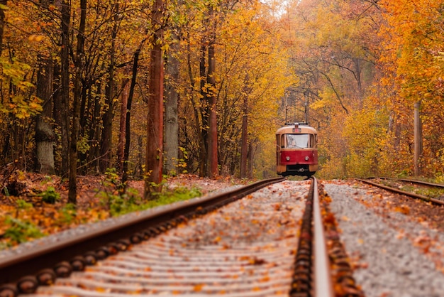 Forêt d'automne parmi laquelle passe un étrange tramway