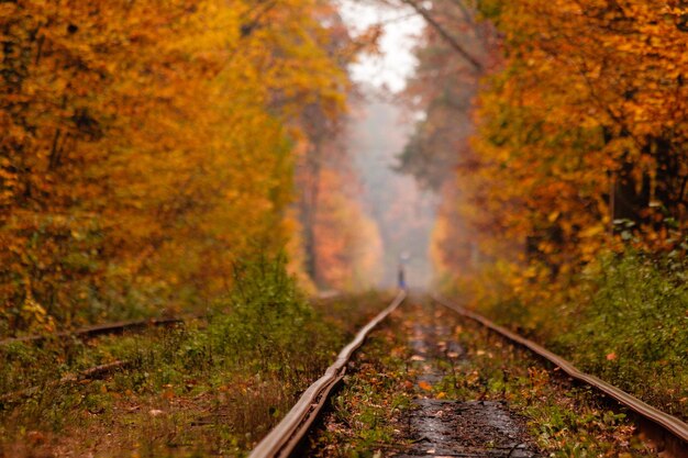 Forêt d'automne parmi laquelle passe un étrange tramway