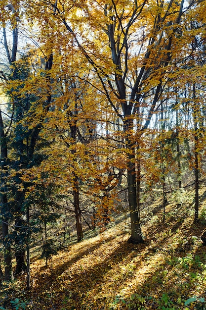 Forêt d'automne parsemée de feuilles de hêtre jaune et d'érable.