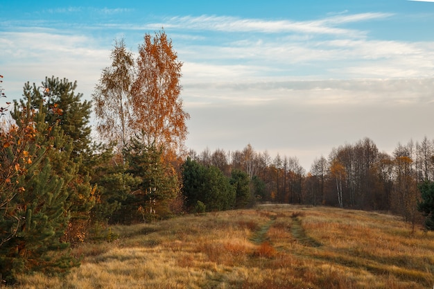 Forêt d'automne de paysage. Bois ensoleillé. Paysage nature d'octobre. Belle forêt lumineuse au soleil.