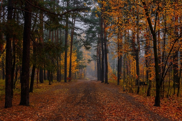 Forêt d'automne. Paysage. Couleurs d'automne