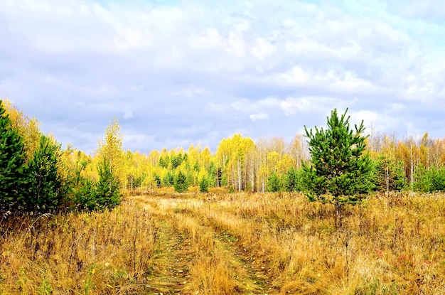 Forêt d'automne avec pins et route