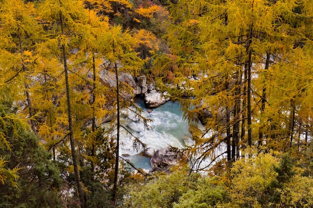 Forêt d'automne et rivière de montagne de l'Himalaya à Kanchenjunga Taplejung au Népal