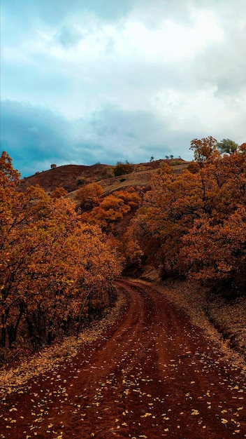 Forêt d'Automne Route d'Automne