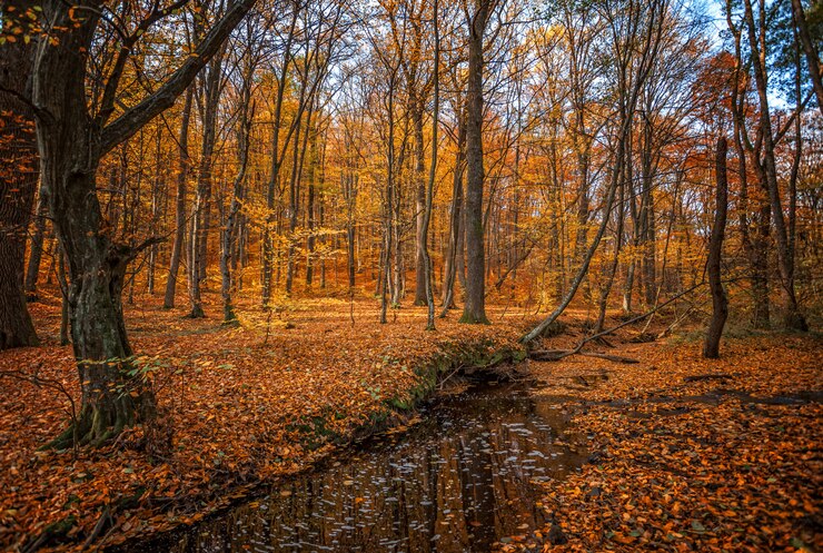 Photo forêt d'automne avec ruisseau