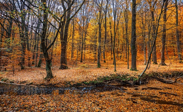 Forêt d'automne avec ruisseau