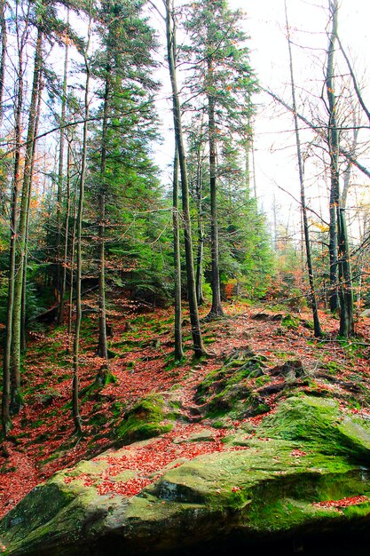 forêt d'automne avec des sapins et des pierres couverts de mousse paysage forestier
