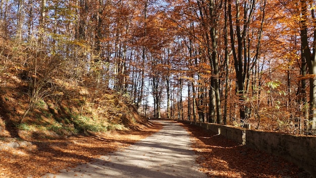 La forêt d'automne et le soleil qui brille à travers le feuillage