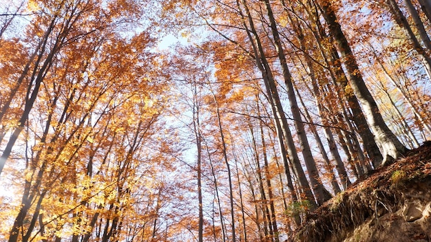 La forêt d'automne et le soleil qui brille à travers le feuillage