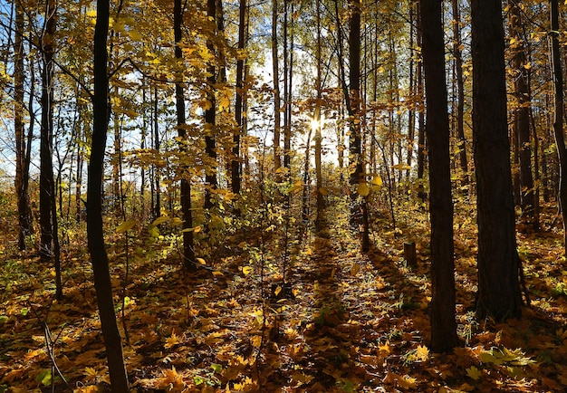 Forêt d'automne avec soleil