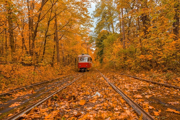 Forêt d'automne à travers laquelle le tramway voyage Kiev et les rails