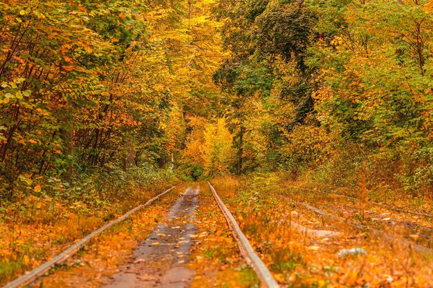 Forêt d'automne à travers laquelle un vieux tramway traverse l'Ukraine