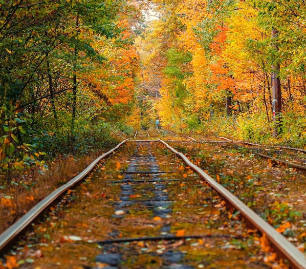 Forêt d'automne à travers laquelle un vieux tramway traverse l'Ukraine