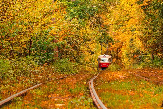 Forêt d'automne à travers laquelle un vieux tramway traverse l'Ukraine