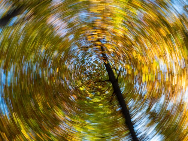 Photo forêt d'automne