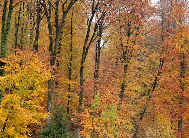 Photo forêt d'automne