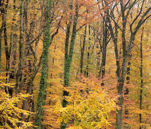 Photo forêt d'automne