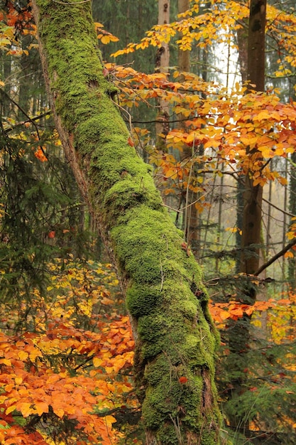 Photo forêt d'automne