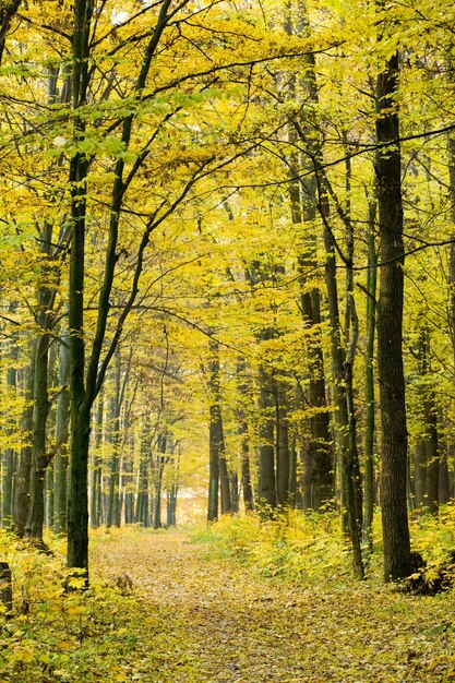 forêt d&#39;automne