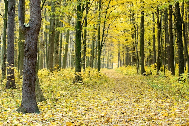 forêt d&#39;automne