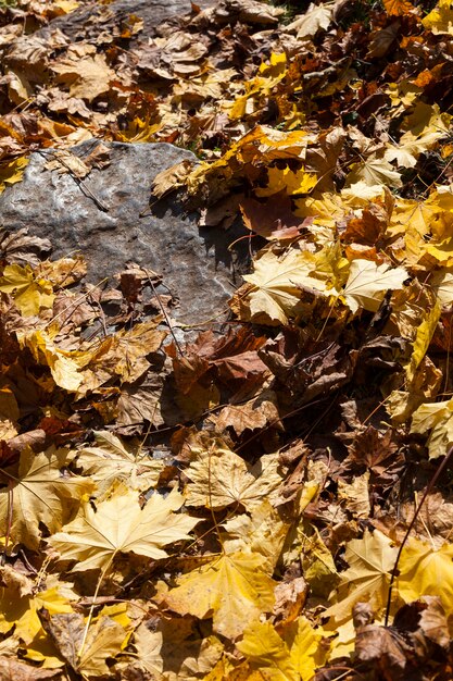 forêt d'automne