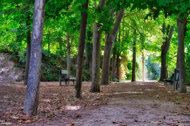 forêt en automne.