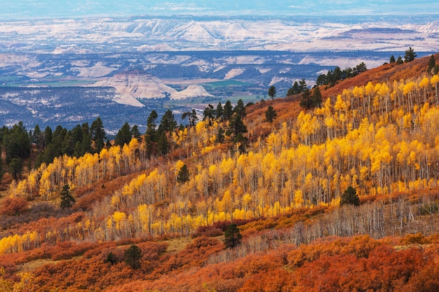 forêt d&#39;automne