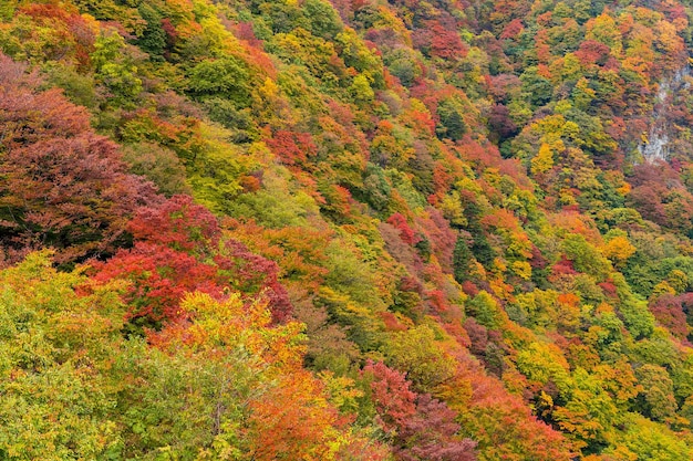 Forêt en automne