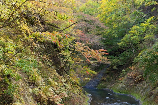 forêt d&#39;automne