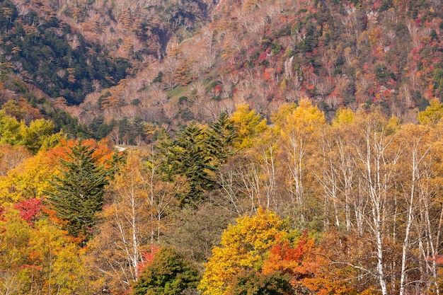 forêt d&#39;automne