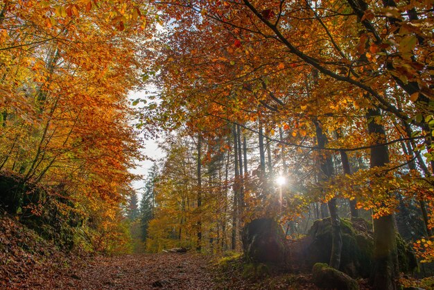 La forêt en automne