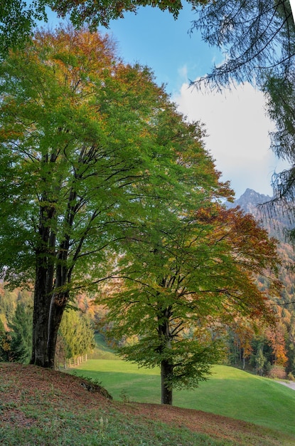 Forêt à l'automne