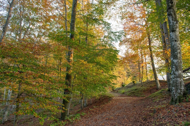 Forêt à l'automne