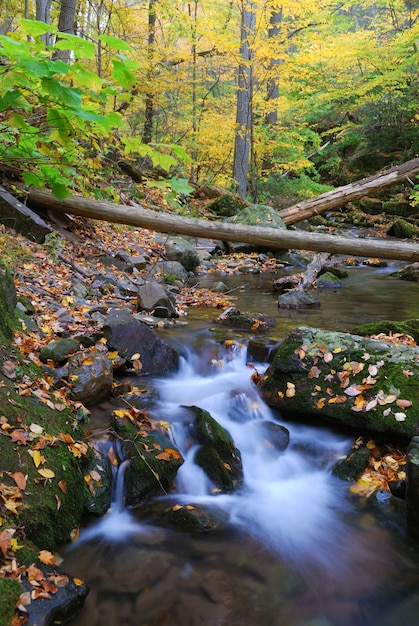 forêt d&#39;automne