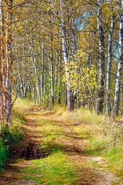 forêt d&#39;automne