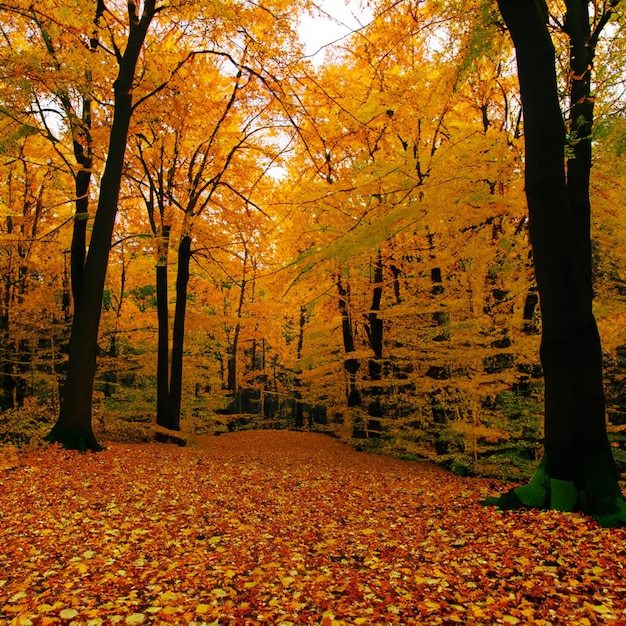 Forêt d'automne