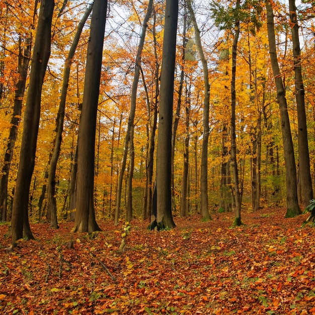 Forêt d'automne