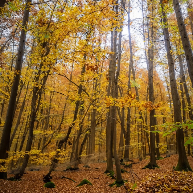 Forêt d'automne